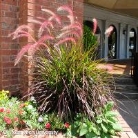 Pennisetum setaceum 'Rubrum' (Purple Fountain Grass)