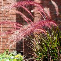 Pennisetum setaceum 'Rubrum' (Purple Fountain Grass)