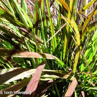 Pennisetum setaceum 'Rubrum' (Purple Fountain Grass)