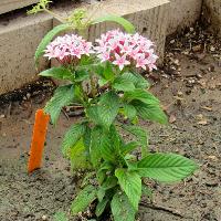 Pentas lanceolata (Pentas)