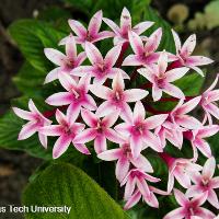 Pentas lanceolata (Pentas)