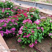 Pentas lanceolata (Pentas)