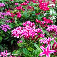 Pentas lanceolata (Pentas)