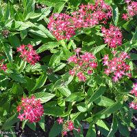 Pentas lanceolata (Pentas)