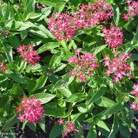 Pentas lanceolata (Pentas)