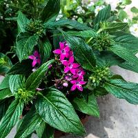 Pentas lanceolata (Pentas)