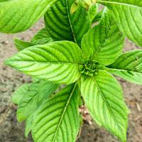 Pentas lanceolata (Pentas)