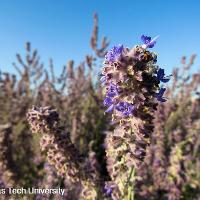 Perovskia atriplicifolia (Russian Sage)