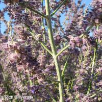 Perovskia atriplicifolia (Russian Sage)