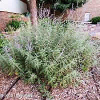 Perovskia atriplicifolia (Russian Sage)