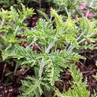 Perovskia atriplicifolia (Russian Sage)