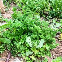 Petroselinum crispum var. crispum (Curly Parsley)