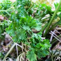 Petroselinum crispum var. crispum (Curly Parsley)