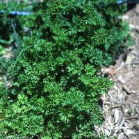 Petroselinum crispum var. crispum (Curly Parsley)