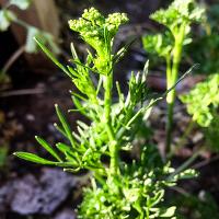 Petroselinum crispum var. crispum (Curly Parsley)