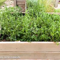 Petroselinum crispum var. neapolitanum (Flat–Leaf Parsley)