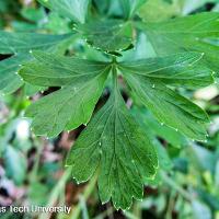 Petroselinum crispum var. neapolitanum (Flat–Leaf Parsley)