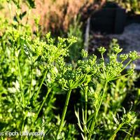 Petroselinum crispum var. neapolitanum (Flat–Leaf Parsley)