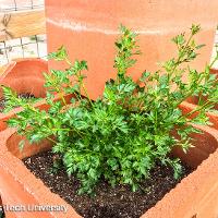 Petroselinum crispum var. neapolitanum (Flat–Leaf Parsley)