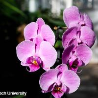 Phalaenopsis x hybrid (Phalaenopsis Orchid)