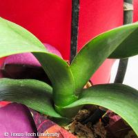 Phalaenopsis x hybrid (Phalaenopsis Orchid)