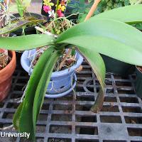 Phalaenopsis x hybrid (Phalaenopsis Orchid)