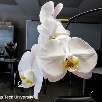 Phalaenopsis x hybrid (Phalaenopsis Orchid)