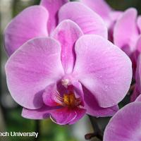 Phalaenopsis x hybrid (Phalaenopsis Orchid)