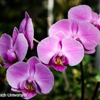 Phalaenopsis x hybrid (Phalaenopsis Orchid)