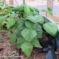Phaseolus vulgaris (Bush Bean)