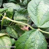 Phaseolus vulgaris (Bush Bean)