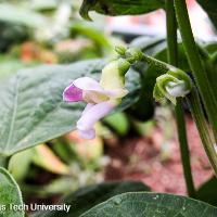 Phaseolus vulgaris (Bush Bean)