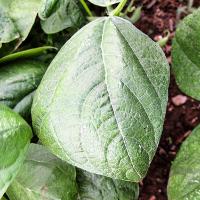 Phaseolus vulgaris (Bush Bean)