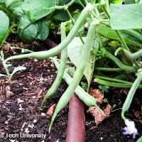 Phaseolus vulgaris (Bush Bean)