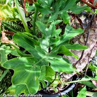 Philodendron selloum (Lacy Tree Philodendron)