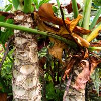 Philodendron selloum (Lacy Tree Philodendron)