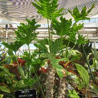 Philodendron selloum (Lacy Tree Philodendron)