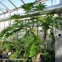 Philodendron selloum (Lacy Tree Philodendron)