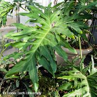 Philodendron selloum (Lacy Tree Philodendron)