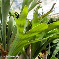 Platycerium bifurcatum (Stag Horn Fern)