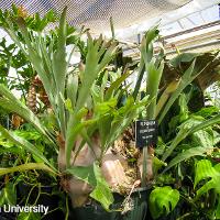Platycerium bifurcatum (Stag Horn Fern)