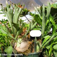 Platycerium bifurcatum (Stag Horn Fern)