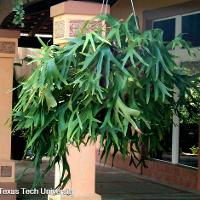 Platycerium bifurcatum (Stag Horn Fern)