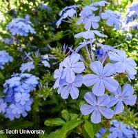 Plumbago auriculata (Blue Plumbago)