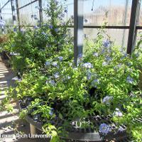 Plumbago auriculata (Blue Plumbago)