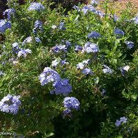 Plumbago auriculata (Blue Plumbago)