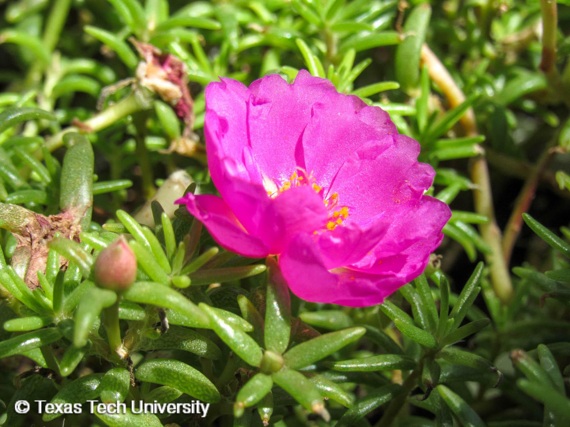 Moss Rose, Common Portulaca, Herbaceous Plant Finder, Comprehensive  Landscape Plant Directory, Plant Finders, Plant Resources Home