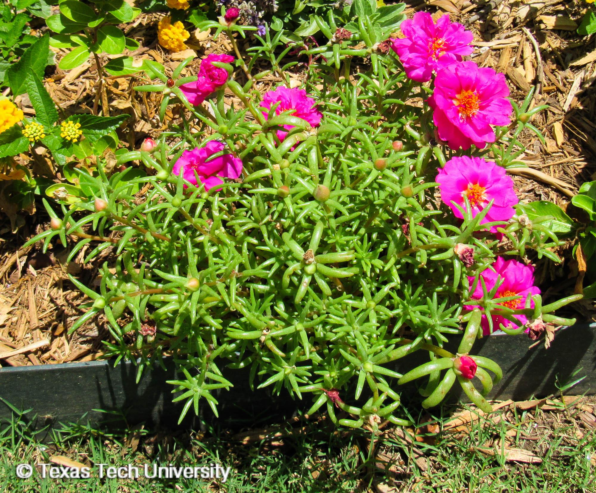 Moss Rose, Common Portulaca, Herbaceous Plant Finder, Comprehensive  Landscape Plant Directory, Plant Finders, Plant Resources Home