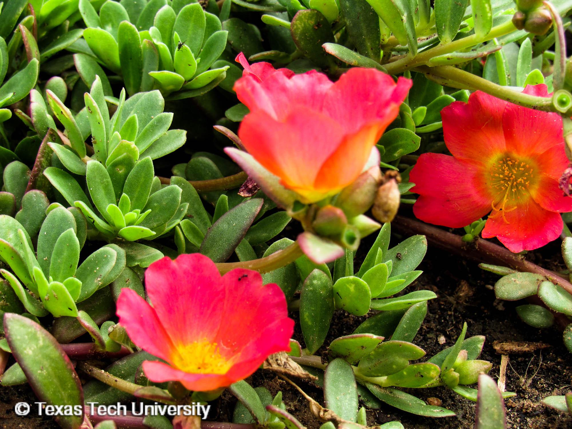 Image of Wingpod purslane flowers