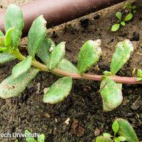 Portulaca oleracea (Purslane)